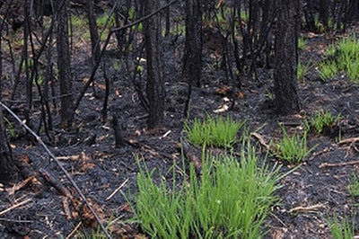 Point Reyes fire