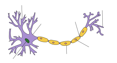 Neuron with Myelin Sheath