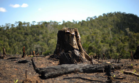 Tree-stump-in-Madagascar-001